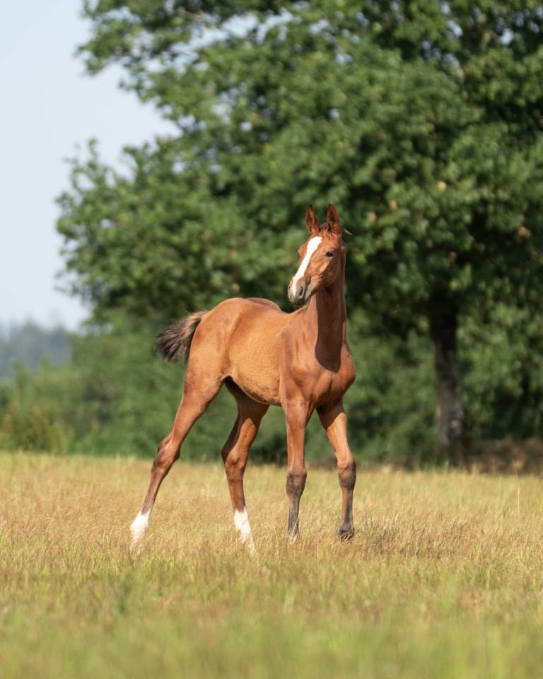 Caballo entero Zangersheide En venta 2026 Bayo por Cashpaid