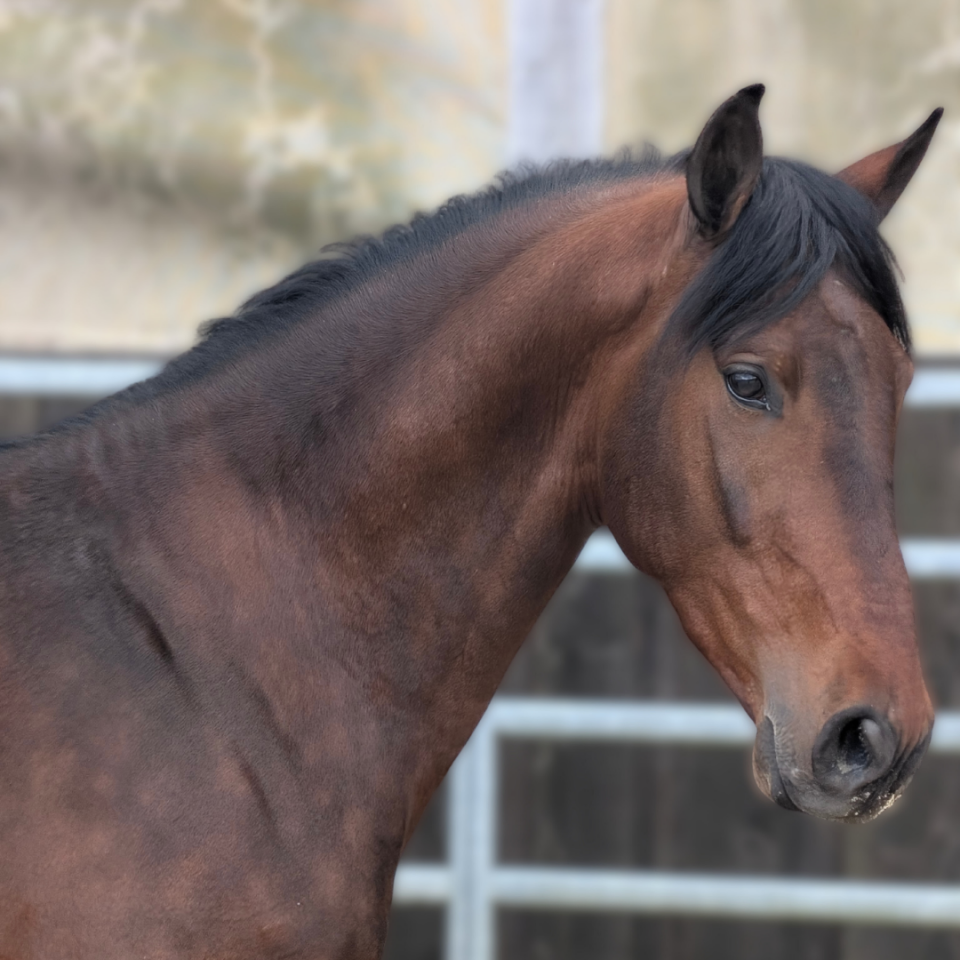 Caballo castrado PRE Pura Raza Espa&ntilde;ola En venta 2023 Bayo