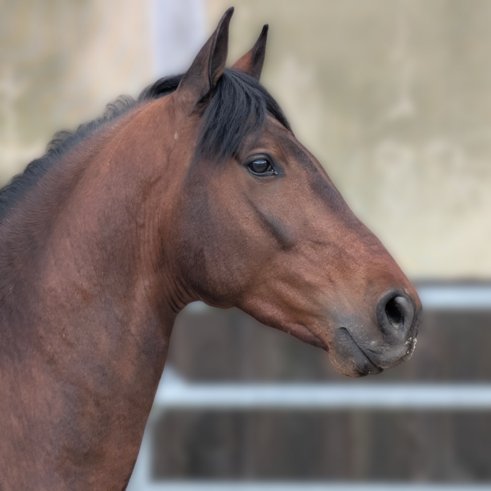 Caballo castrado PRE Pura Raza Espa&ntilde;ola En venta 2023 Bayo