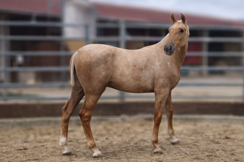 Potro PRE Pura Raza Espa&ntilde;ola En venta 2025 Palomino por MALVERDE FP