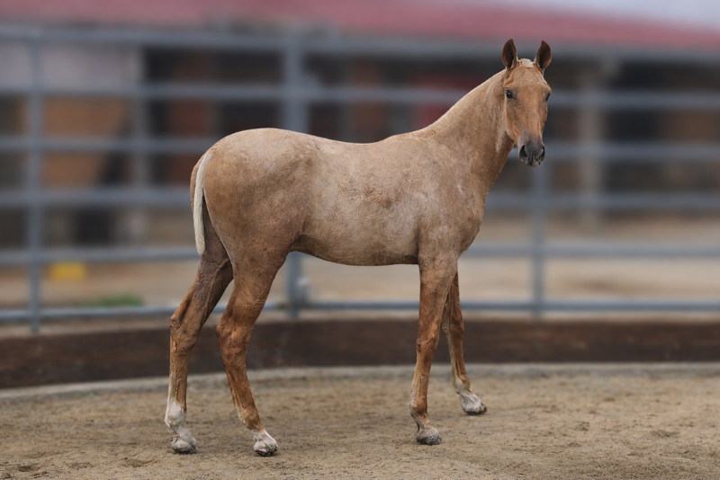 Potro PRE Pura Raza Espa&ntilde;ola En venta 2025 Palomino por MALVERDE FP