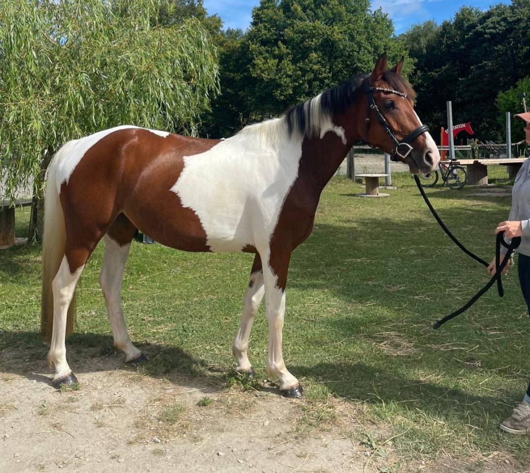 Yegua Zangersheide En venta 2021 P&iacute;o por Offspring van den heuval