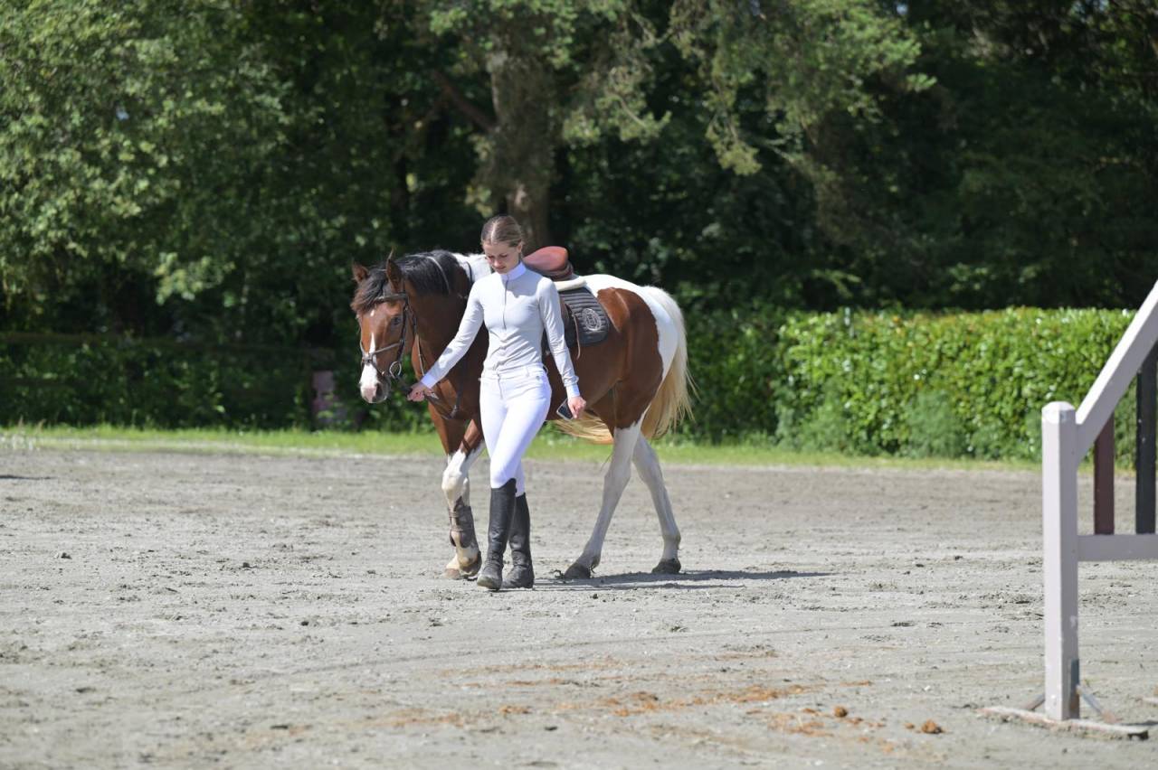 Yegua Zangersheide En venta 2021 P&iacute;o por Offspring van den heuval