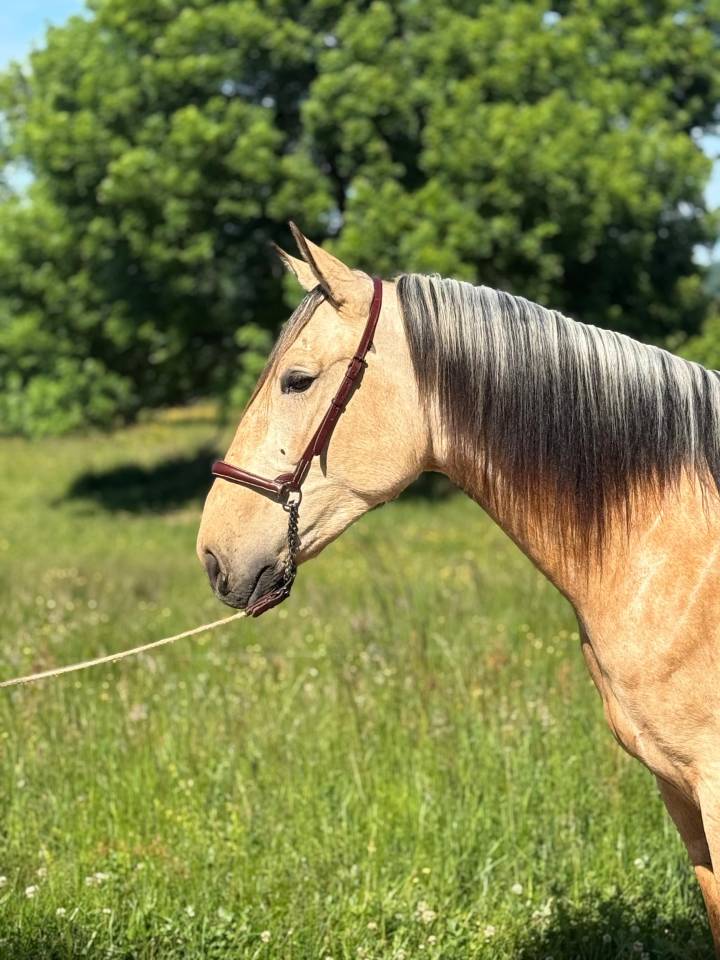 Caballo castrado PRE Pura Raza Espa&ntilde;ola En venta 2022 Isabelo