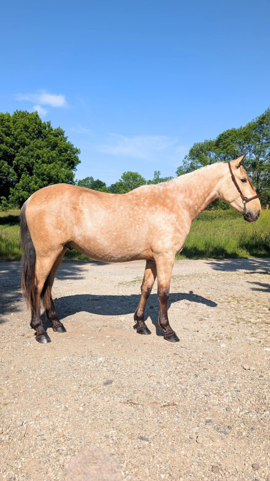 Caballo castrado PRE Pura Raza Espa&ntilde;ola En venta 2022 Isabelo