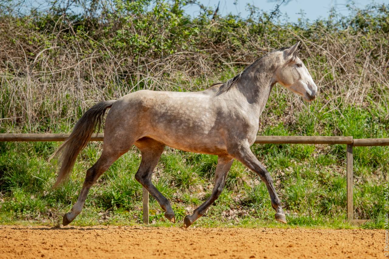 Yegua Lusitano En venta 2020 Tordo