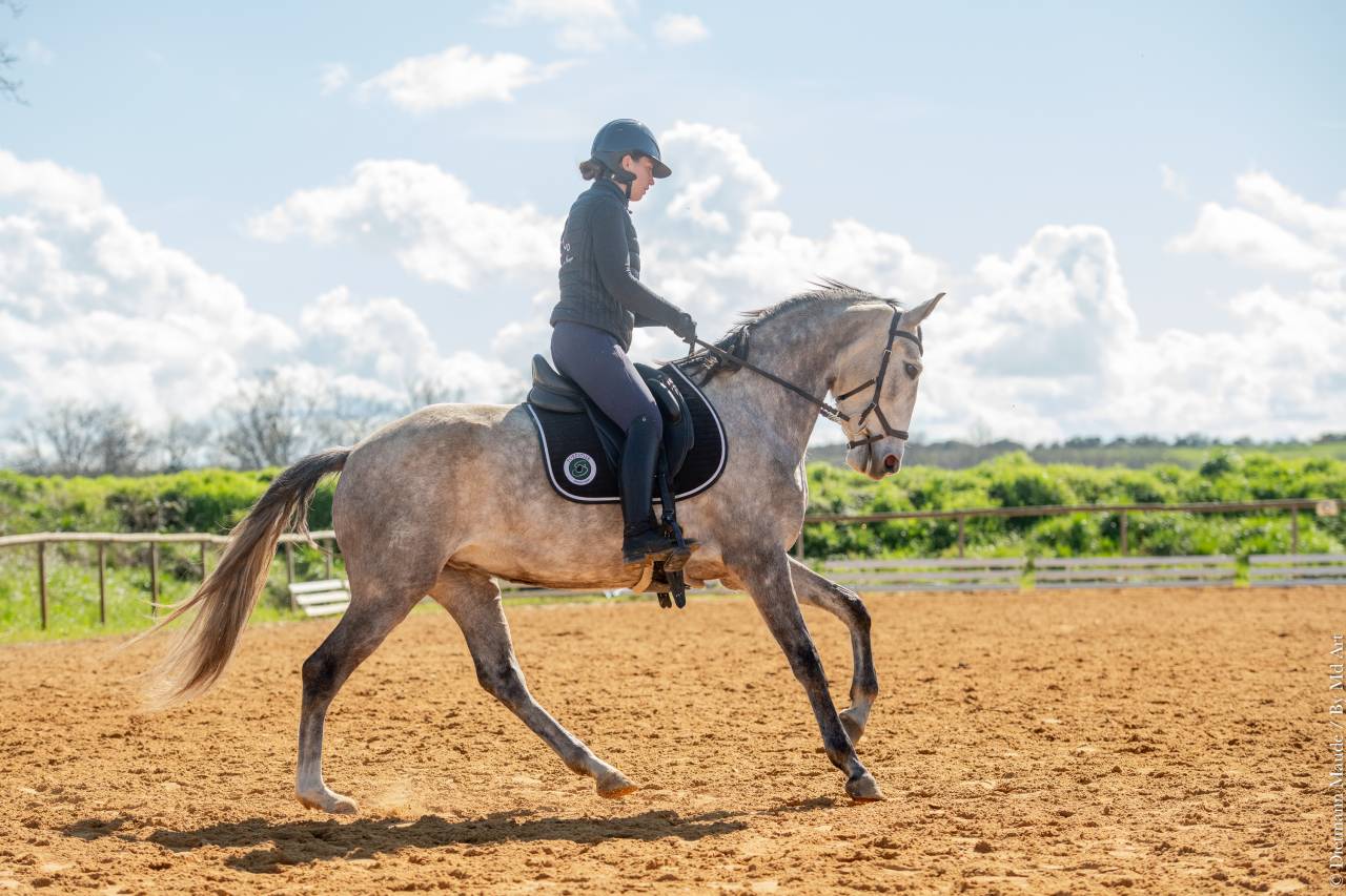 Yegua Lusitano En venta 2020 Tordo