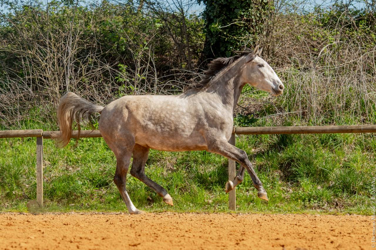 Yegua Lusitano En venta 2020 Tordo