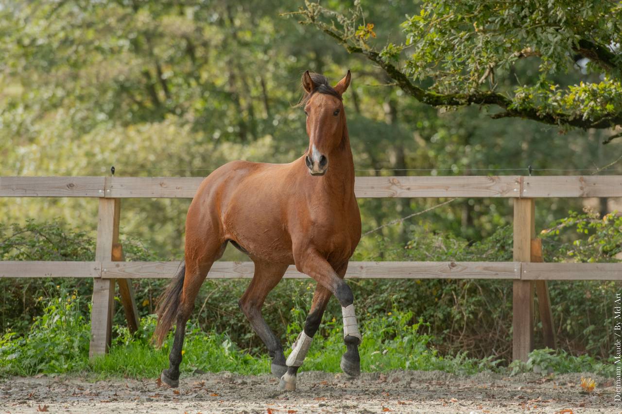 Caballo castrado Lusitano En venta 2019 Bayo