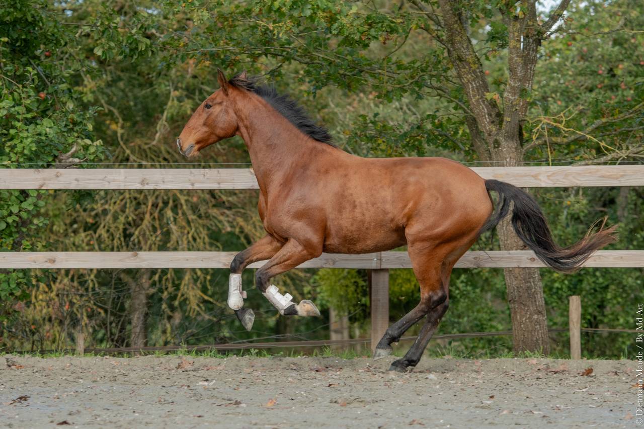 Caballo castrado Lusitano En venta 2019 Bayo