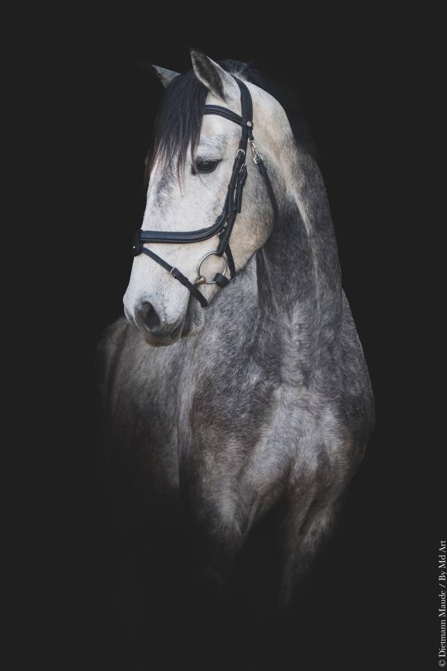 Caballo castrado Lusitano En venta 2021 Tordo