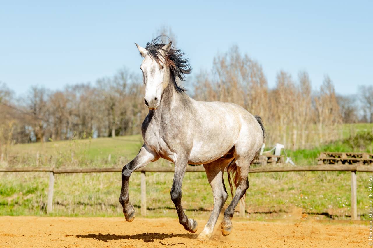 Caballo castrado Lusitano En venta 2021 Tordo