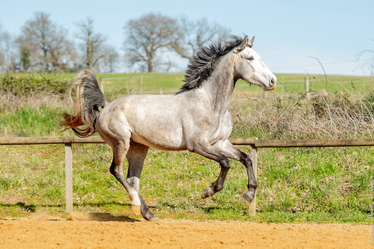 Caballo castrado Lusitano En venta 2021 Tordo