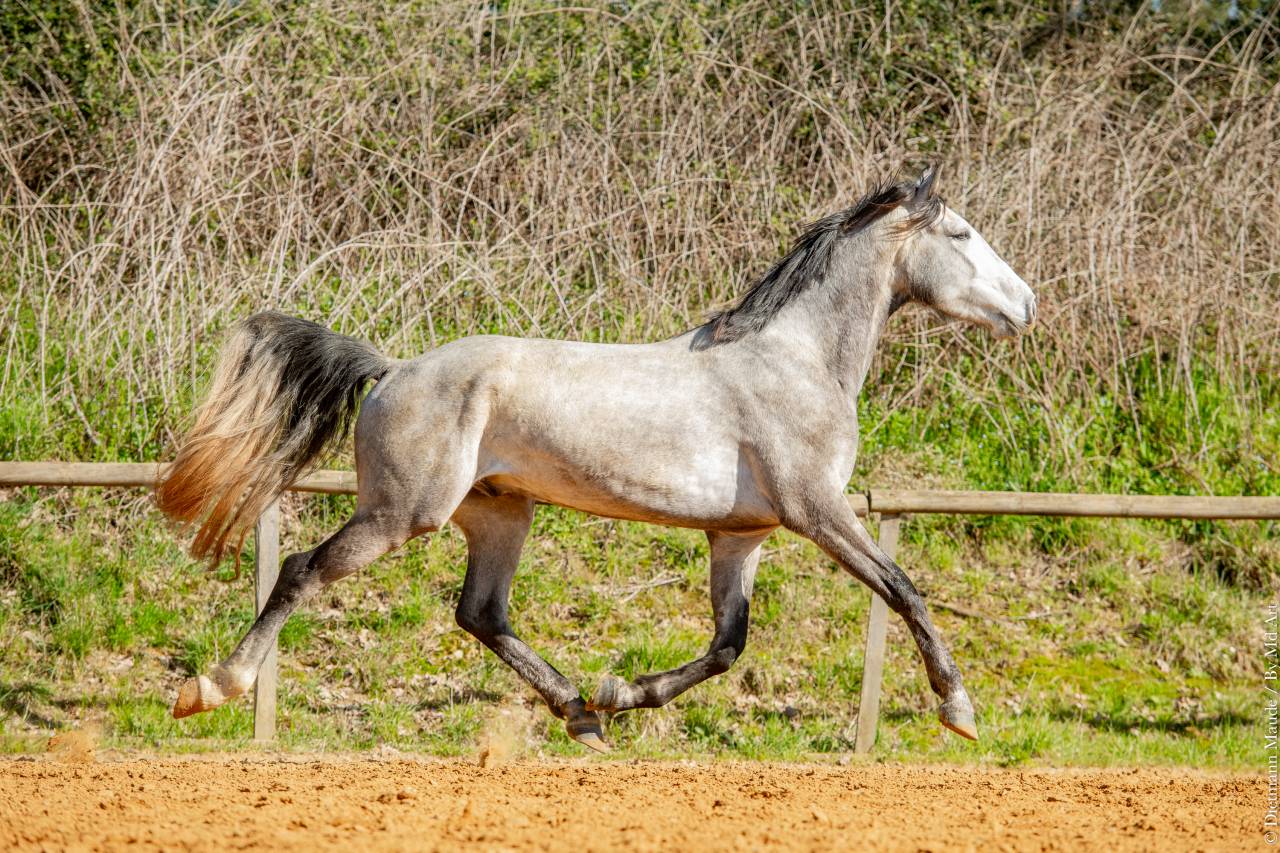 Caballo castrado Lusitano En venta 2021 Tordo