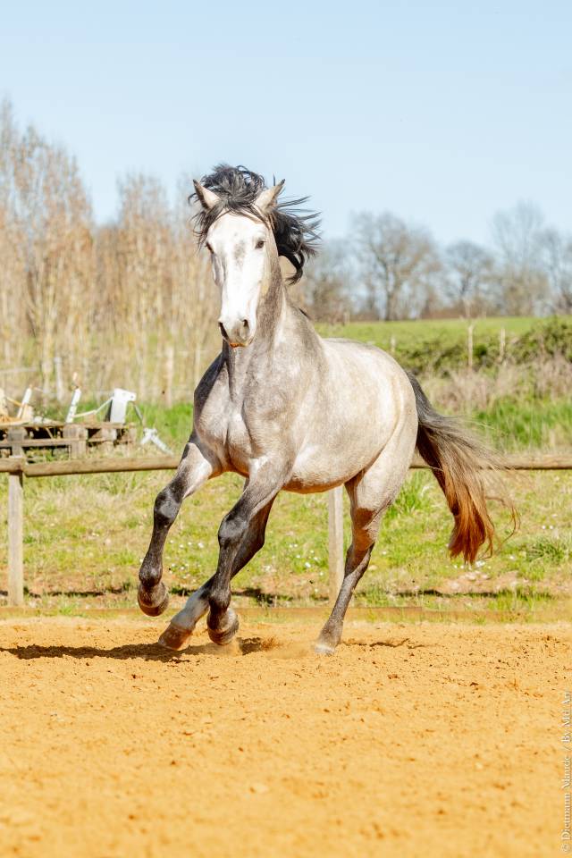 Caballo castrado Lusitano En venta 2021 Tordo