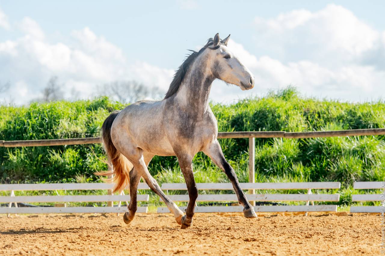 Caballo castrado Lusitano En venta 2021 Tordo