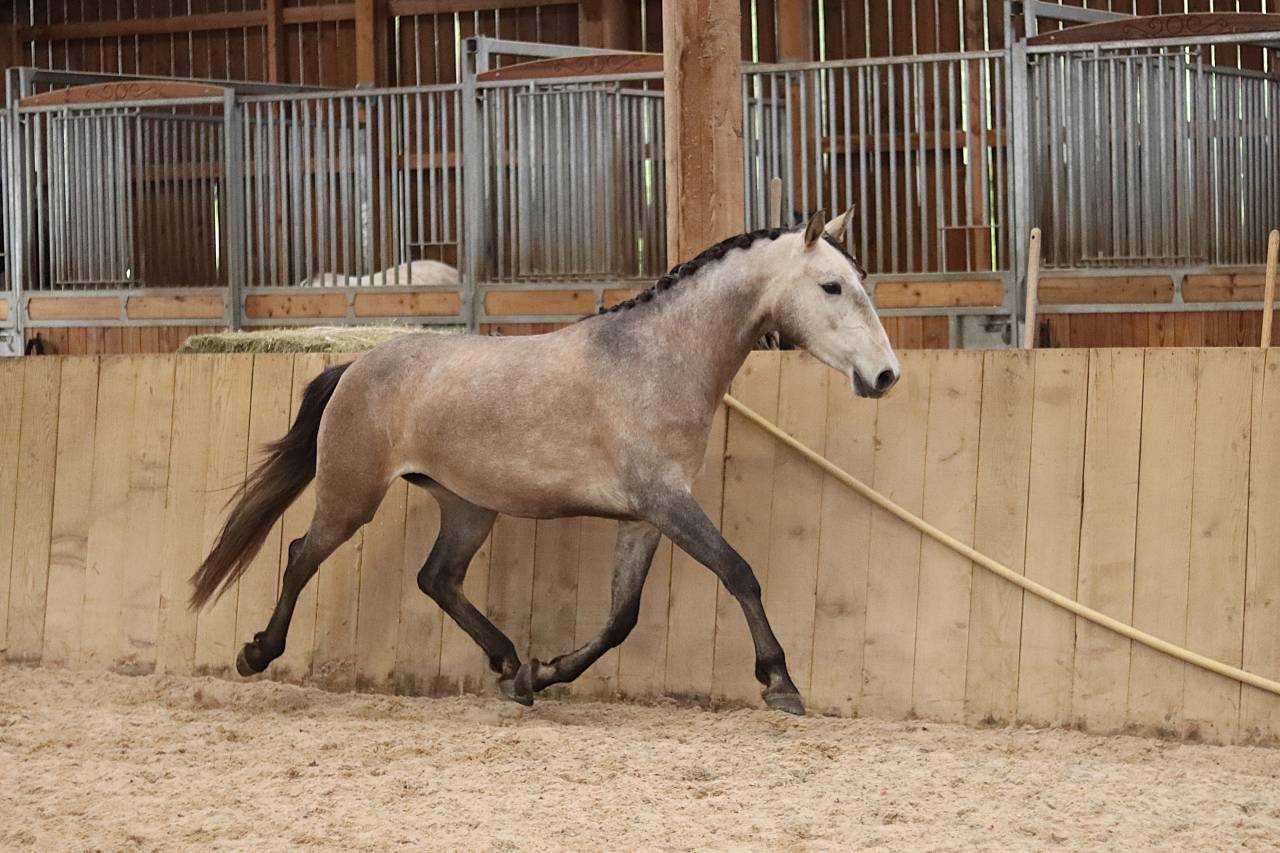 Yegua Lusitano En venta 2022 Tordo por MAGISTRAL DE LA COMBE
