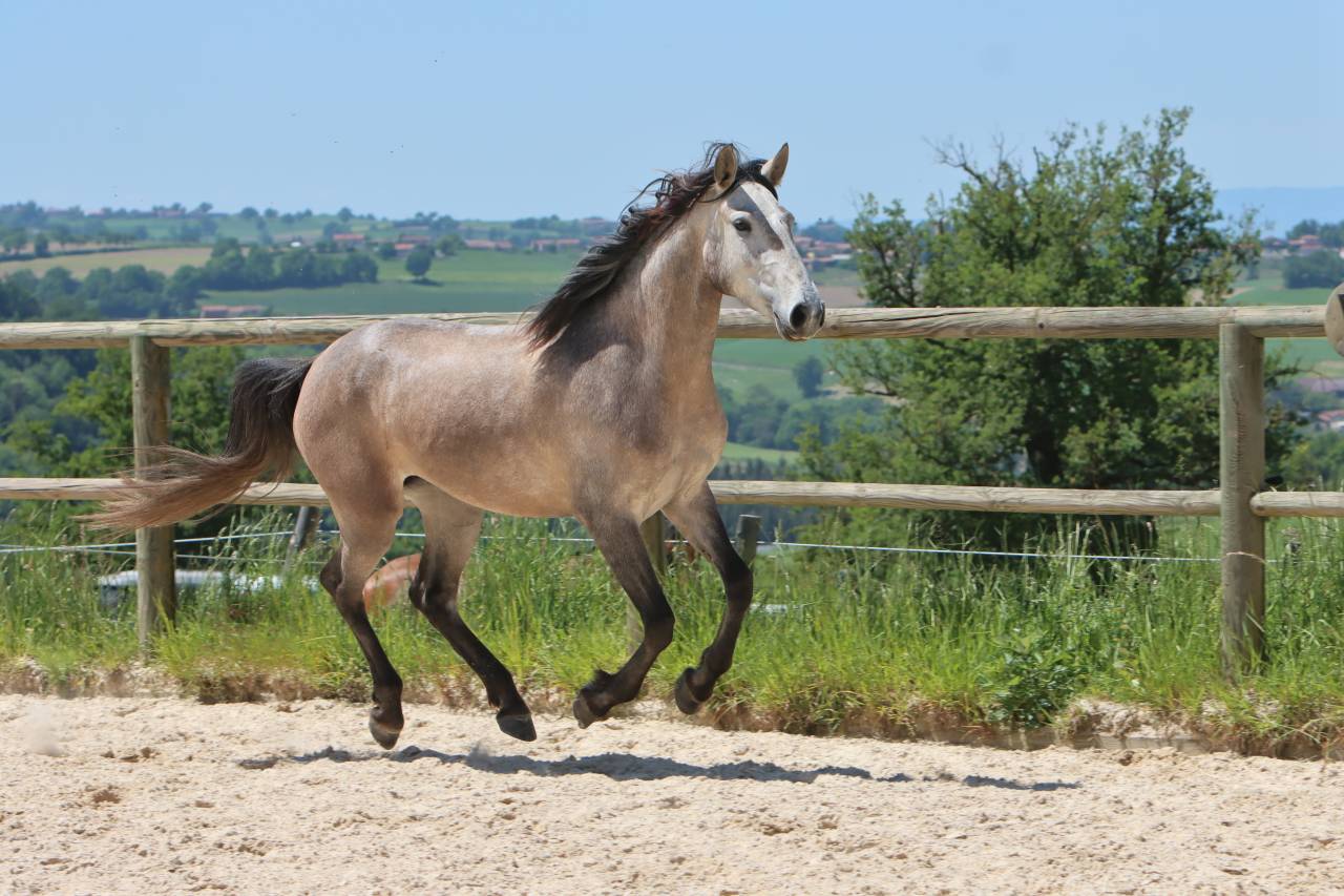 Yegua Lusitano En venta 2022 Tordo por MAGISTRAL DE LA COMBE