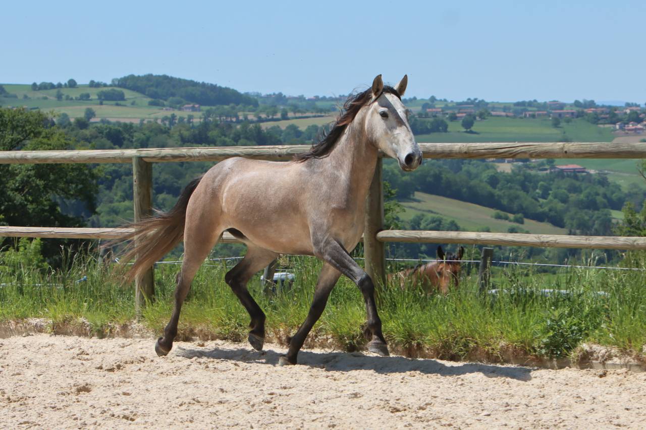 Yegua Lusitano En venta 2022 Tordo por MAGISTRAL DE LA COMBE