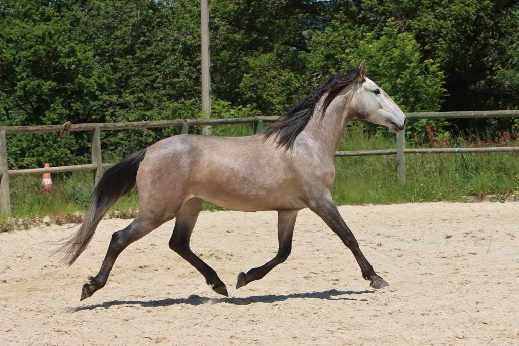Yegua Lusitano En venta 2022 Tordo por MAGISTRAL DE LA COMBE