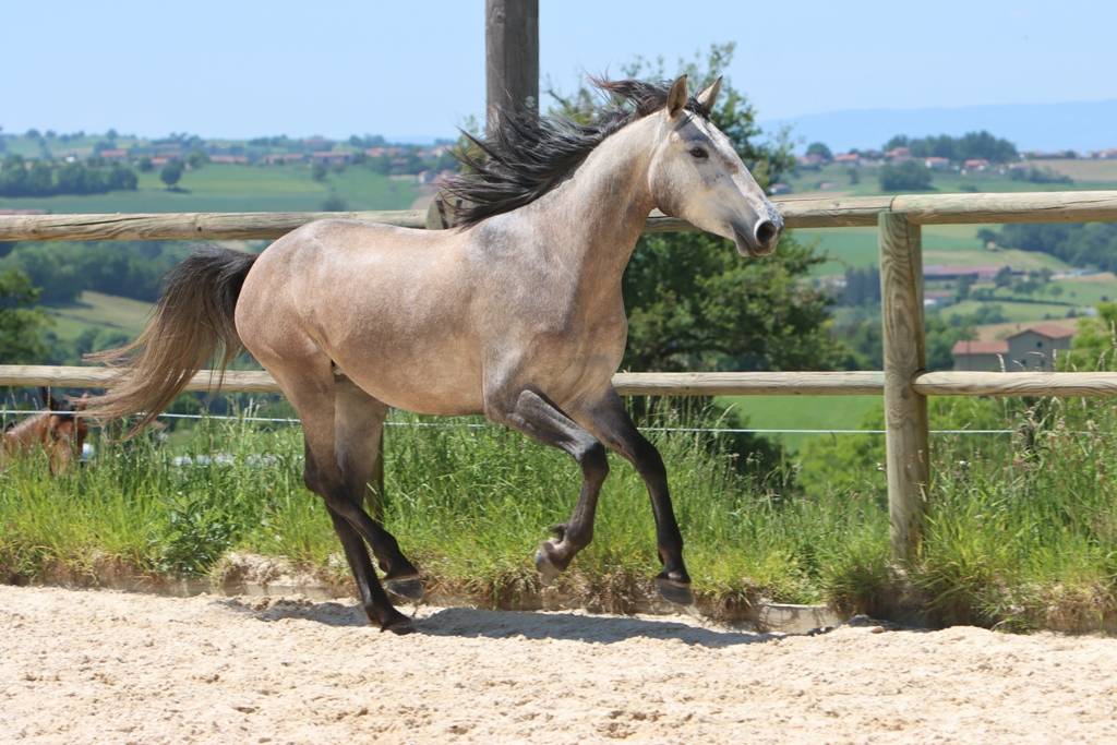 Yegua Lusitano En venta 2022 Tordo por MAGISTRAL DE LA COMBE