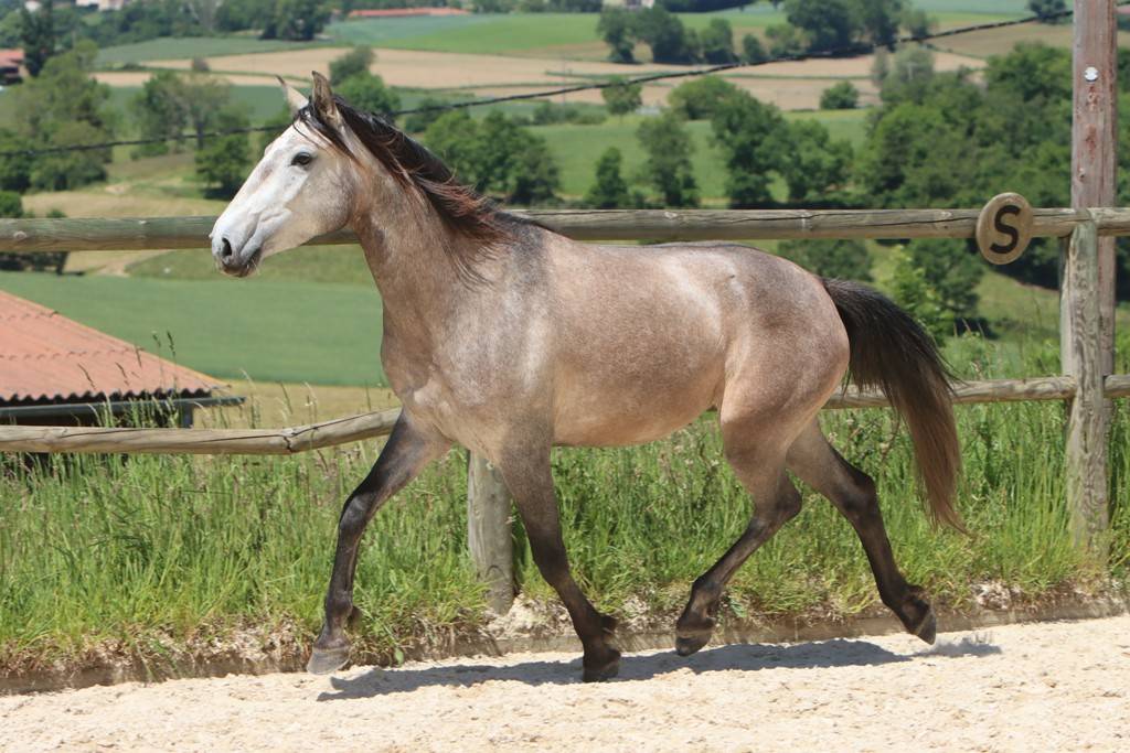 Yegua Lusitano En venta 2022 Tordo por MAGISTRAL DE LA COMBE