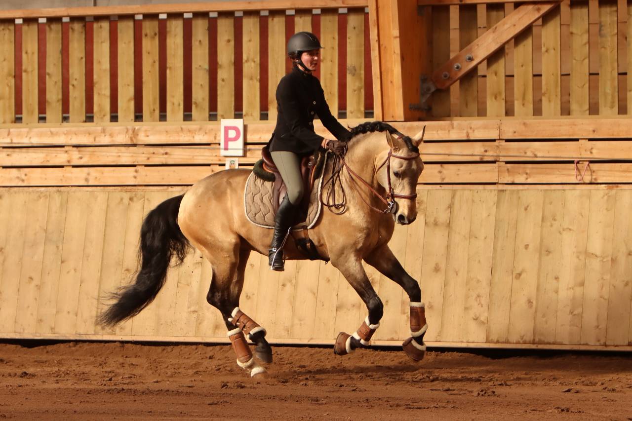 Yegua Lusitano En venta 2022 Tordo por MAGISTRAL DE LA COMBE