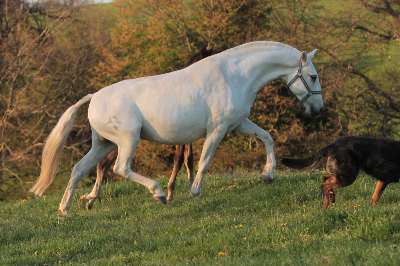 Yegua Lusitano En venta 2022 Tordo por MAGISTRAL DE LA COMBE