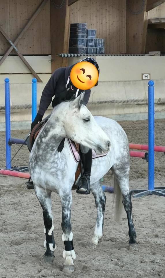 Caballo castrado PFS Poni Fran&ccedil;&eacute;s de Silla En venta 2018 Tordo por Up Market