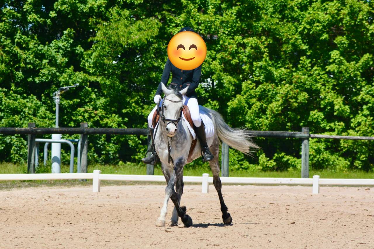 Caballo castrado PFS Poni Fran&ccedil;&eacute;s de Silla En venta 2018 Tordo por Up Market