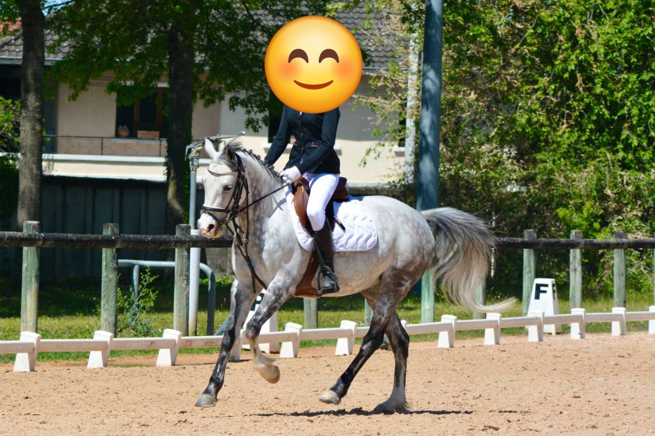 Caballo castrado PFS Poni Fran&ccedil;&eacute;s de Silla En venta 2018 Tordo por Up Market