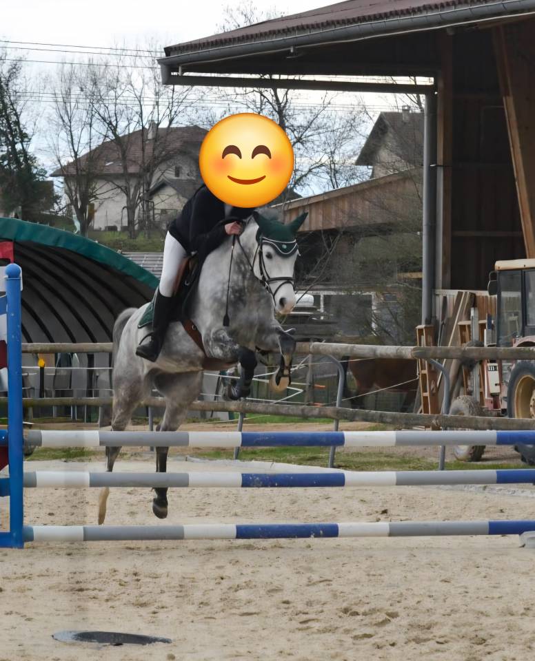 Caballo castrado PFS Poni Fran&ccedil;&eacute;s de Silla En venta 2018 Tordo por Up Market