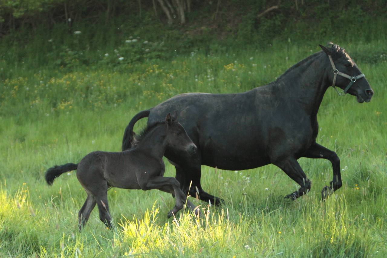 Yegua PRE Pura Raza Espa&ntilde;ola En venta 2017 Negro por TENORIO DE VERLIN