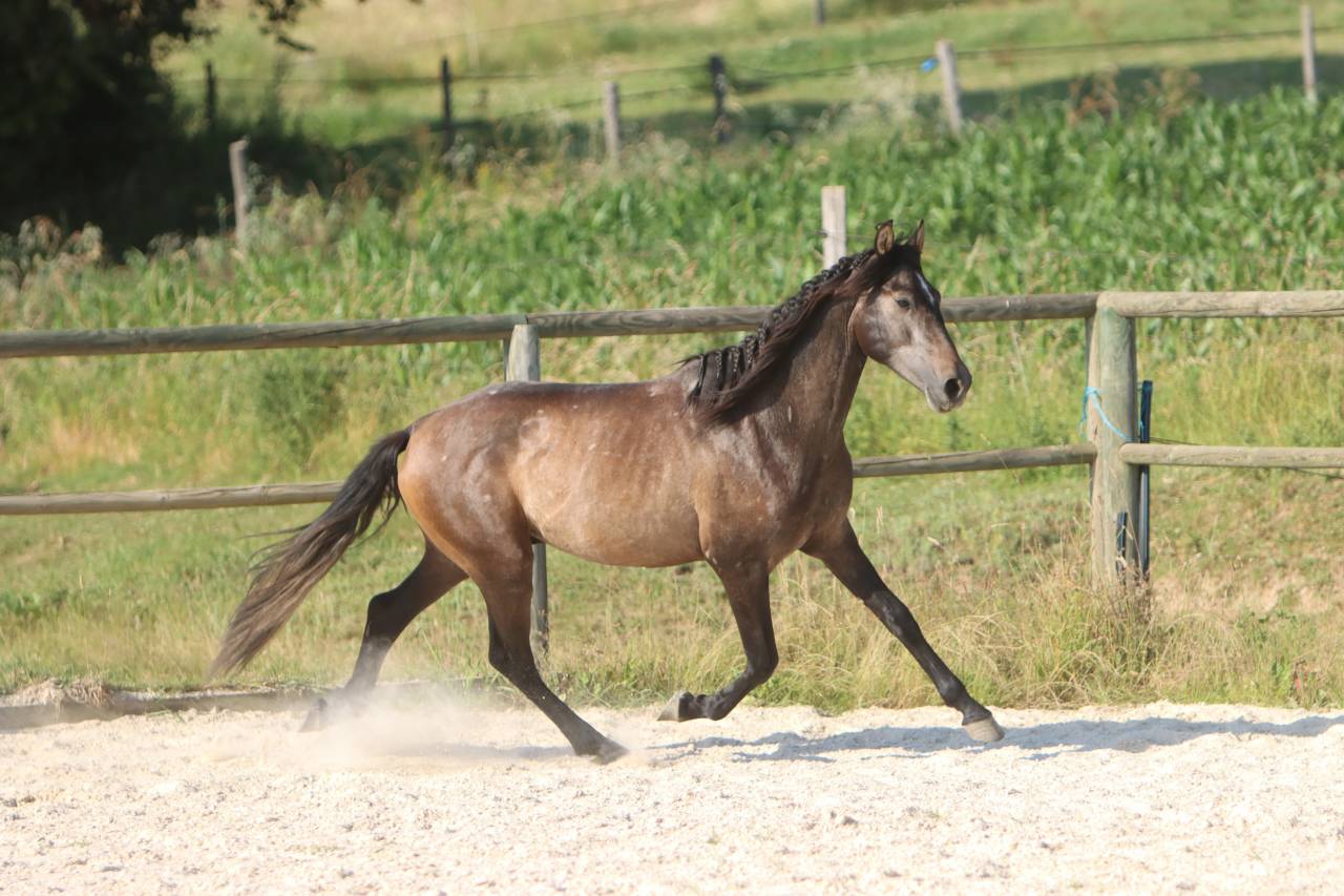 Caballo entero PRE Pura Raza Espa&ntilde;ola En venta 2023 Tordo por GUAPO DE LA COMBE