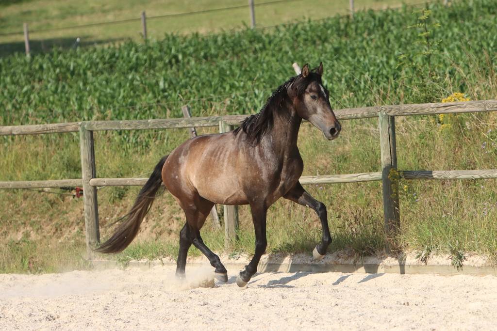 Caballo entero PRE Pura Raza Espa&ntilde;ola En venta 2023 Tordo por GUAPO DE LA COMBE