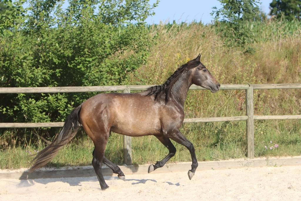 Caballo entero PRE Pura Raza Espa&ntilde;ola En venta 2023 Tordo por GUAPO DE LA COMBE