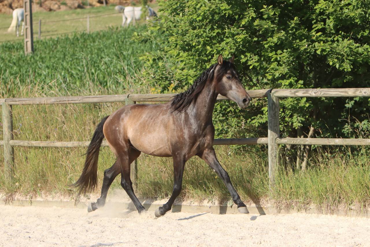 Caballo entero PRE Pura Raza Espa&ntilde;ola En venta 2023 Tordo por GUAPO DE LA COMBE