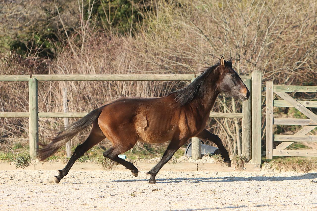 Caballo entero PRE Pura Raza Espa&ntilde;ola En venta 2023 Tordo por GUAPO DE LA COMBE