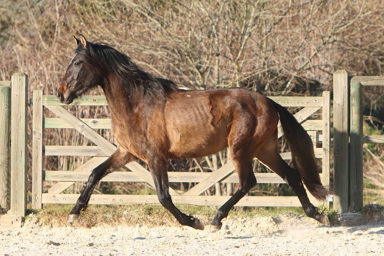 Caballo entero PRE Pura Raza Espa&ntilde;ola En venta 2023 Tordo por GUAPO DE LA COMBE