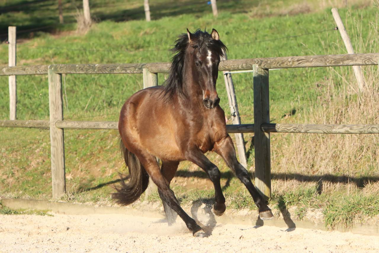 Caballo entero PRE Pura Raza Espa&ntilde;ola En venta 2023 Tordo por GUAPO DE LA COMBE