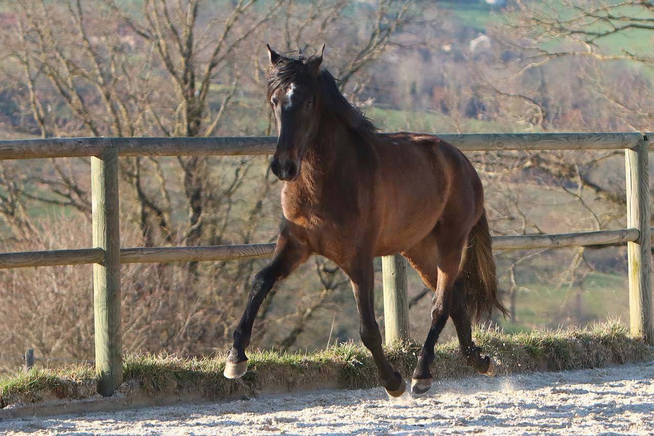 Caballo entero PRE Pura Raza Espa&ntilde;ola En venta 2023 Tordo por GUAPO DE LA COMBE