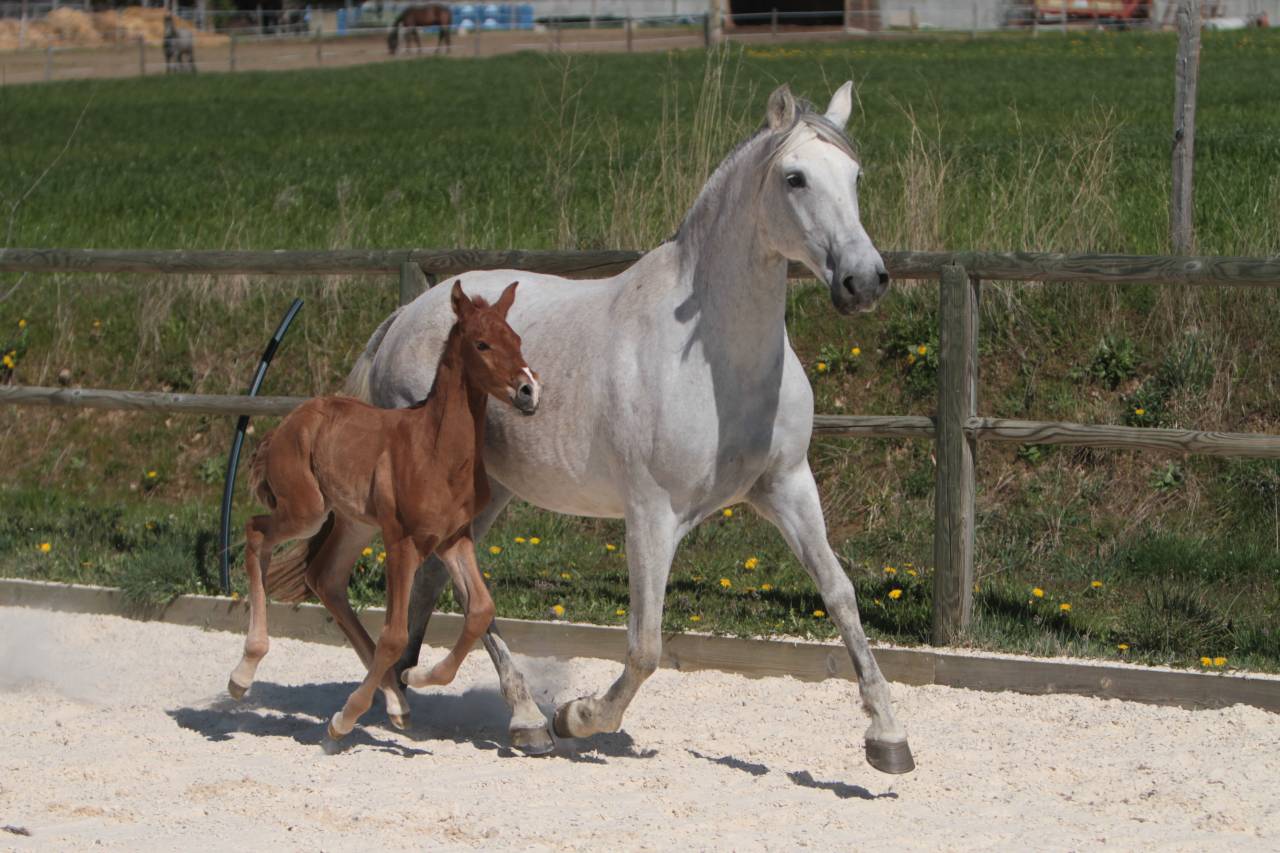 Caballo entero PRE Pura Raza Espa&ntilde;ola En venta 2023 Tordo por GUAPO DE LA COMBE
