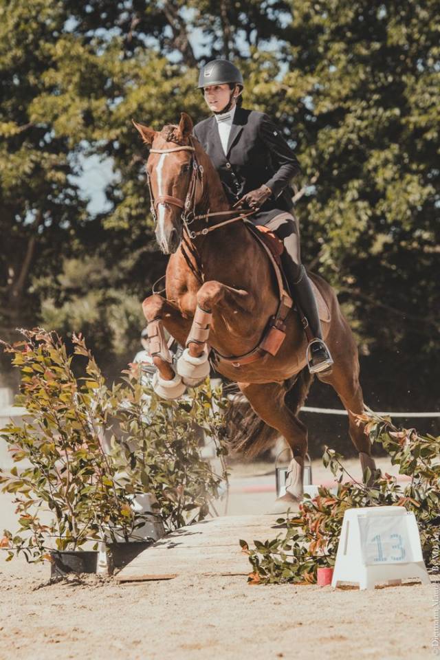 Caballo entero PRE Pura Raza Espa&ntilde;ola En venta 2023 Tordo por GUAPO DE LA COMBE