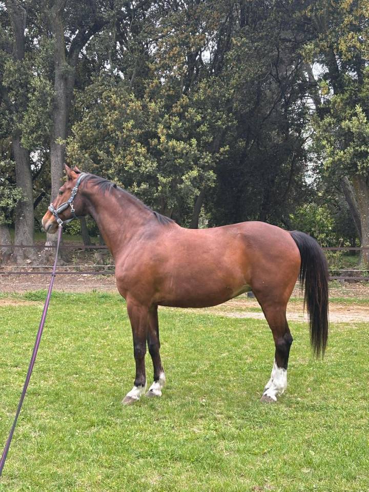 Caballo castrado Origine Constat&eacute;e En venta 2013 Bayo