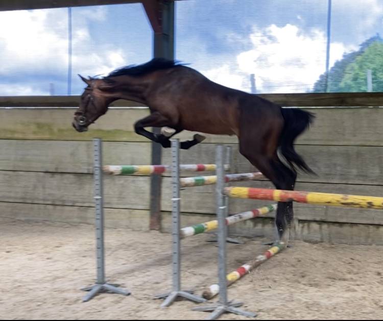 Caballo castrado Zangersheide En venta 2021 Bayo moreno por Elvis Ter Putte