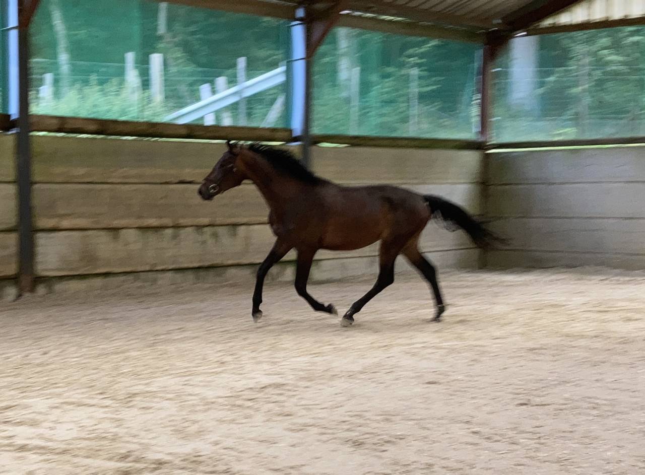 Caballo castrado Zangersheide En venta 2021 Bayo moreno por Elvis Ter Putte