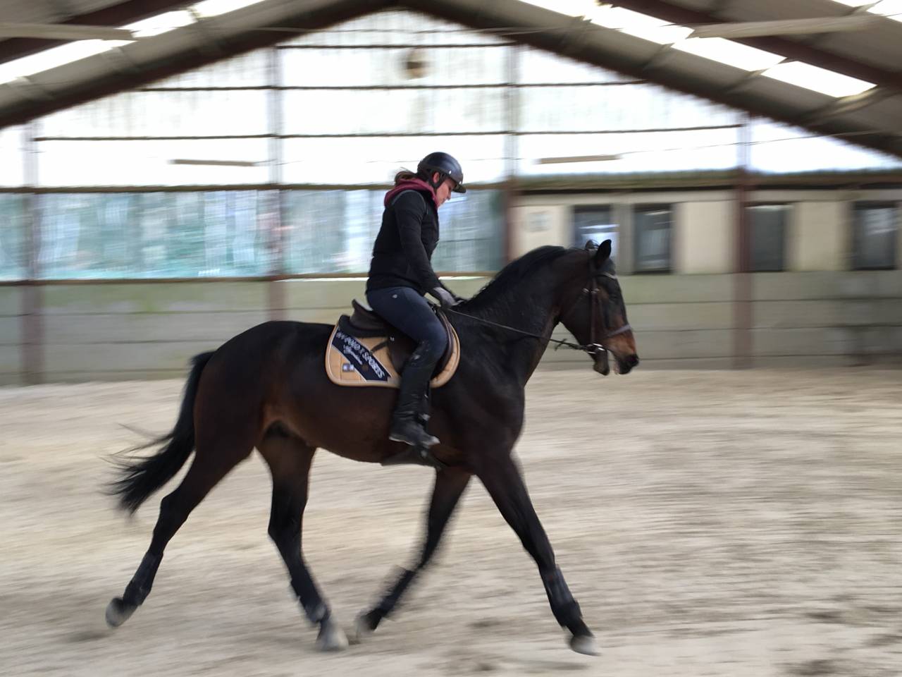 Caballo castrado Zangersheide En venta 2021 Bayo moreno por Elvis Ter Putte