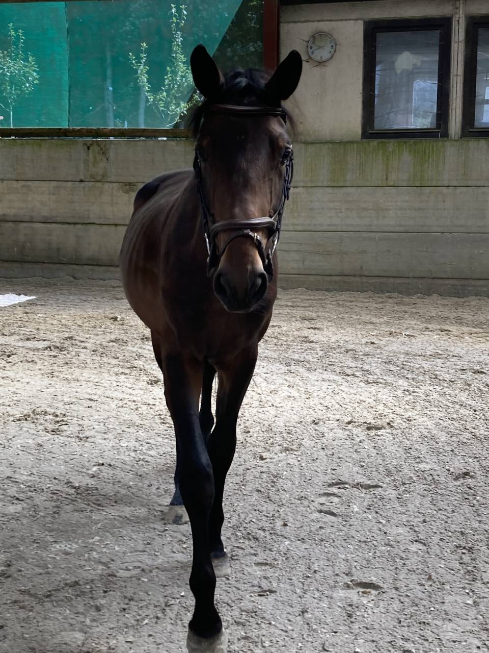 Caballo castrado Zangersheide En venta 2021 Bayo moreno por Elvis Ter Putte