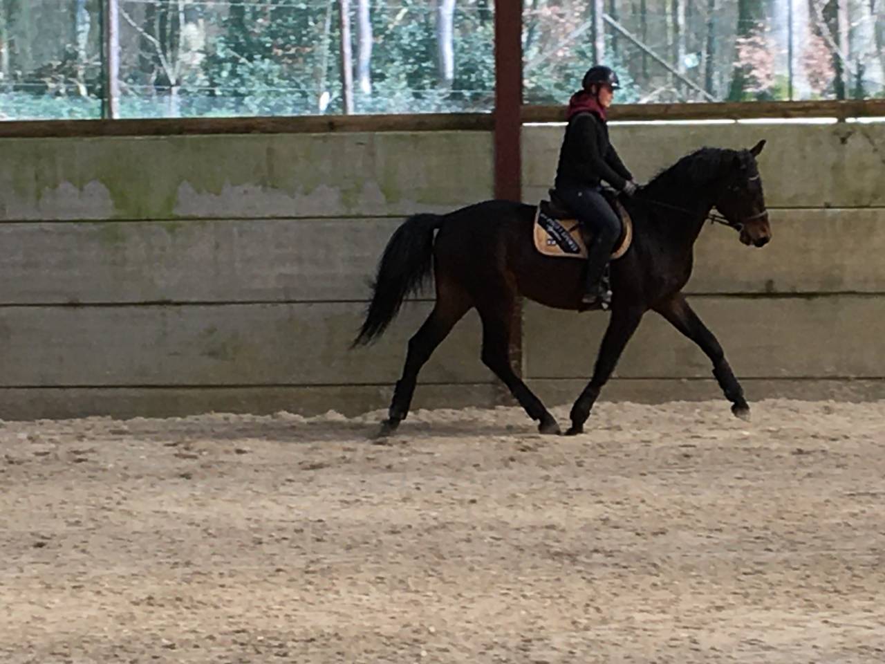 Caballo castrado Zangersheide En venta 2021 Bayo moreno por Elvis Ter Putte