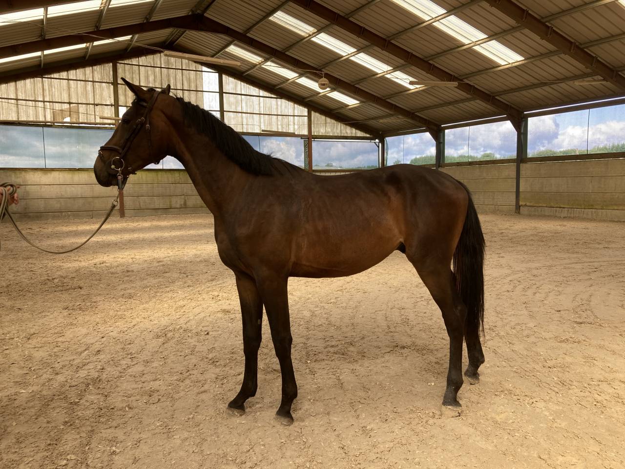 Caballo castrado Zangersheide En venta 2021 Bayo moreno por Elvis Ter Putte